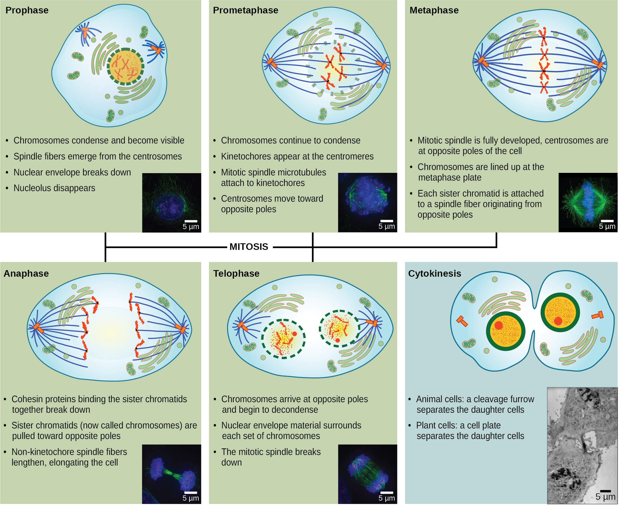 Mitosis – BSC109 – Biology I