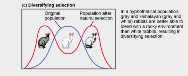 directional, stabilizing, disruptive selection