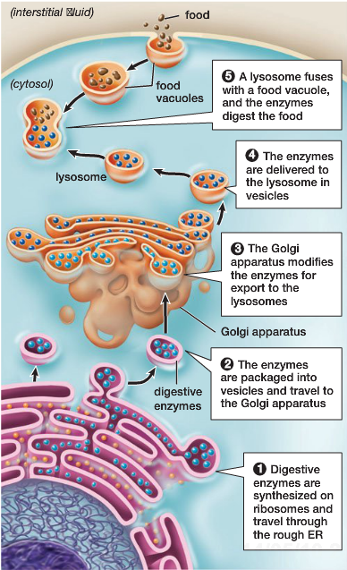 Endomembrane System – BSC109 – Biology I