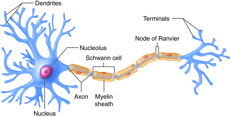 This image shows a neuron with the nucleus, nucleolus and dendrites labelled on the left, and the axon, myelin sheath, Swann cell, Node of Ranvier, and terminals labelled on the right.