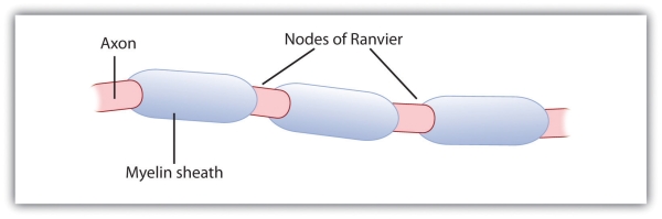 The Axon is a long, tubular structure. Attached to the Axon are barrel-like segments called Myelin Sheaths. The segments between the Myelin Sheath are called Nodes of Ranvier.