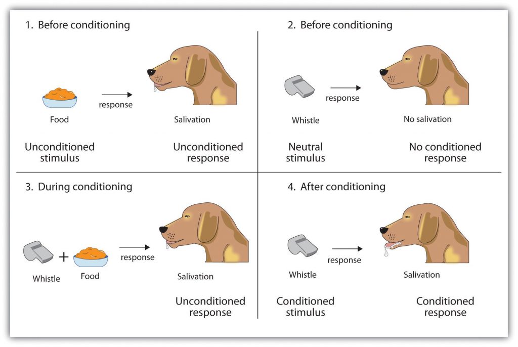 This image shows four separate quadrants demonstrating the conditioning that took place with Pavlov’s dog. The top left quadrant is labeled as 1. Before Conditioning. There is an image of a bowl of dog food, labeled unconditioned stimulus. There is an arrow labeled response which starts at the bowl of food and points towards the image of a dog. The dog is facing right and there is saliva present around its mouth. Under the dog it says “salivation,” and this image is labeled as the unconditioned response. The top right quadrant is labeled as 2. Before Conditioning. There is an image of a whistle labeled as the neutral stimulus. There is an arrow labeled response which starts at the whistle and points towards the image of a dog. Under the dog it says “no salivation” and this is labeled as no conditioned response. The bottom left quadrant is labeled as 3. During Conditioning. There is an image of a whistle and a bowl of dog food with the plus (+) sign in between them. There is an arrow labeled response that starts at the whistle/dog food and points towards an image of a salivating dog. Under the dog it says “salivation” and this is labeled as the unconditioned response. The bottom right quadrant is labeled as 4. After Conditioning. There is an image of a whistle labeled as the conditioned stimulus. There is an arrow that starts at the whistle and points towards an image of a salivating dog. Under the image of the dog it says “salivation,” and this is labeled as the conditioned response.