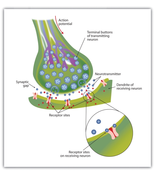 The image is of the electrical impulse from the Action Potential traveling to the end of the axon. Within the Axon are the Terminal Buttons of transmitting neuron. Neurotransmitters then travel across the synaptic space between the terminal button of one neuron and the dendrites of other neurons, toward receptor sites, or the receiving neuron. There they bind to the dendrites in the neighboring neurons.
