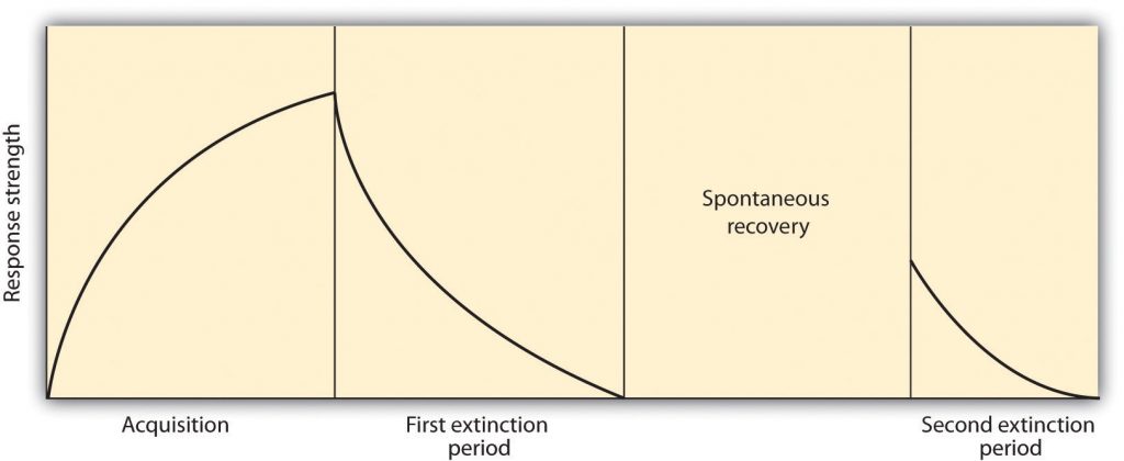 This image shows a graph of the extinction process for Pavlov’s dog. The y-axis is labeled as “response strength.” The graph is broken up into four sections. The first section starting from the left is labeled as acquisition, with a positive arc starting at the origin. There is a line drawn which stops the arc and begins the second section, labeled “first extinction period.” There is a negative arc that starts from the ending point of the first arc and curves downward towards the x-axis. There is then a blank box, labeled spontaneous recovery, separating this section from the last section, which is labeled second extinction period. There is a negative arc beginning about 1/3 of the way up the y-axis curving down towards the x-axis.