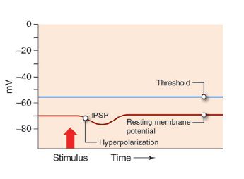 The image shows a graph. In the top-left corner of the graph numbering starts with zero and decreases by twenties until reaching the negative one hundred. The numbering is measuring millivolts (or, 1/1,000 of a volt). Across the bottom of the table, time is indirectly measured. A blue line labelled Threshold extends across the graph at the -57 millivolt mark. A red line extends across the graph at the -70 mark, this one labelled Resting Membrane Potential. It is the stimulus. This line has a dip labelled IPSP. Just before this dip it is labelled Hyperpolarization.