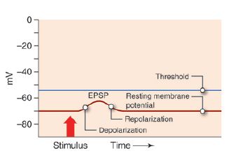 The image shows a graph. In the top-left corner of the graph numbering starts with zero and decreases by twenties until reaching negative one hundred. The numbering is measuring millivolts (or, 1/1,000 of a volt). Across the bottom of the table, time is indirectly measured. A blue line labelled Threshold extends across the graph at the -57 millivolt mark. A red line extends across the graph at the -70 mark, this one labelled Resting Membrane Potential. It is the stimulus. This line has a bubble labelled EPSP. Just before this bubble it is labelled Depolarization.