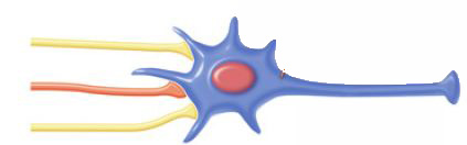 This is an image of a post synaptic cell, on the right, with three EPSPs on the left, two yellow and one red, at a single synapse to demonstrate temporal summation.