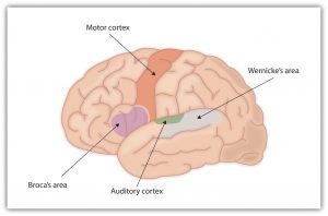 This image shows a diagram of a human brain. The cortex is a peach color, and there are several key structures labeled in various colors. The top portion of the cortex is divided laterally by an orange groove labeled the motor cortex. On the left side of the brain next to the motor cortex there is a small, purple shape that is labeled as Broca’s area. Behind the motor cortex and Broca’s area there is a small green shape that is labeled the auditory cortex. Directly underneath and extending behind the auditory cortex is a gray section labeled Wernicke’s area.