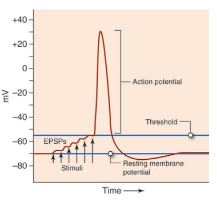 The image shows the effect of temporal summation on membrane voltage at the trigger zone. The image shows a graph. In the top-left corner of the graph numbering starts with +40 and decreases by twenties until reaching negative one hundred. The numbering is measuring millivolts (or, 1/1,000 of a volt). Across the bottom of the table, time is indirectly measured. A blue line labelled Threshold extends across the graph at the -57 millivolt mark. A red line extends across the graph at the -70 mark, this one labelled Resting Membrane Potential. Stimuli is applied to the resting membrane potential and once The threshold voltage is attained, the postsynaptic cell fires an action potential jutting upward to the +30 millivolt mark.