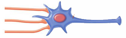 This is an image of spatial summation. There are three, red, presynaptic neurons on the left-hand side that are attached to and stimulating a postsynaptic neuron on the right, resulting in spatial summation.