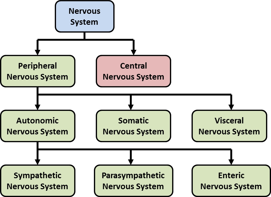 The image shows the primary divisions of the nervous system, as well as the subdivisions branching off of the primary divisions. The top box reads Nervous System. One row down branching from the nervous system, the box on the right reads Central Nervous System and the box on the left reads Peripheral Nervous system. The third row branches down from the Peripheral Nervous system. The box on the left reads Automatic Nervous System, the box in the middle reads Somatic Nervous system, and the box on the right reads Visceral Nervous System. One row down, branching from the autonomic nervous system box are the box on the left which reads Sympathetic Nervous System, the box in the middle reading Parasympathetic Nervous System, and the box on the right reads Enteric Nervous System.