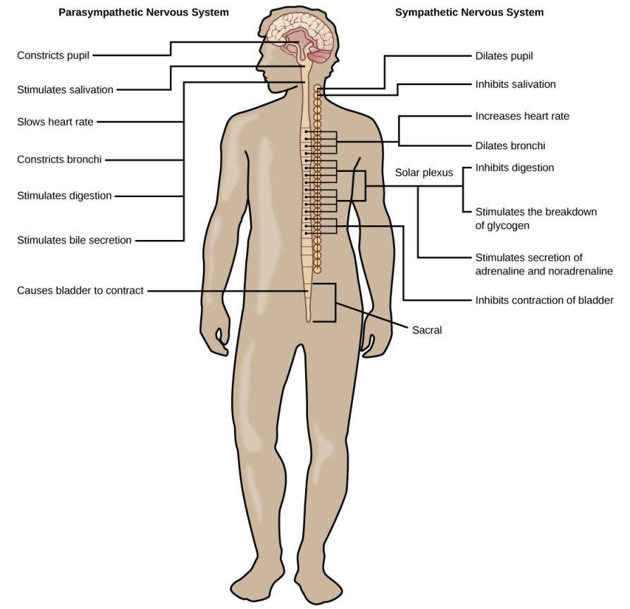 The image shows human body and the specific organs that are affected by the two autonomic nervous system subdivisions: the sympathetic and parasympathetic subdivisions. A cartoon image of the upper half of a person is exhibited, with the brain and spinal cord (the central nervous system) emphasized. On the left, the parasympathetic nervous system is titled. Below this title are the following organs and corresponding descriptions: constricts pupil, stimulates salivation, slows heat rate, constricts bronchi, stimulates digestion, stimulates bile secretion, causes bladder to contract. On the right, the sympathetic nervous system is titled. Below this title are the following organs and corresponding descriptions: dilates pupil, inhibits salivation, increases heart rate, dilates bronchi, inhibits digestion, stimulates the breakdown of glycogen, stimulates secretion of adrenaline and noradrenaline, and inhibits contraction of bladder.