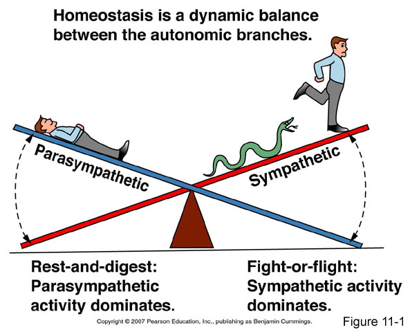 This image uses a see-saw metaphor to demonstrate the body’s attempt to balance the two autonomic branches in the process of homeostasis. A label at the top of the image states, Homeostasis is a dynamic balance between the autonomic branches. Under this caption is a see-saw. One side has a man lying on the end and the word parasympathetic underneath, whereas the other side has a man being chased by a snake and the word sympathetic underneath. The see-saw is depicted as moving up and down. Underneath the resting man on the parasympathetic side of the see-saw is a caption, stating, Rest-and-digest: Parasympathetic activity dominates. Underneath the man being chased by the snake on the sympathetic side of the see-saw is a caption, stating, Fight-or-flight: Sympathetic activity dominates.
