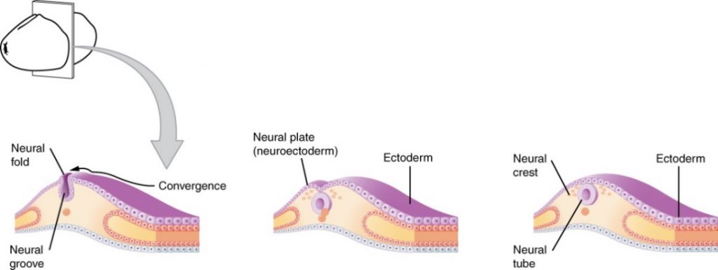 The image shows the early embryonic development of the nervous system in three panels. On the left, a cross-section of tissue is shown, with the neural fold, neural groove, and convergence shown. In the middle, the neural plate has formed and is now called the neuroectoderm and is separate from the ectoderm. On the right, the neural crest, neural tube, and ectoderm are labelled.