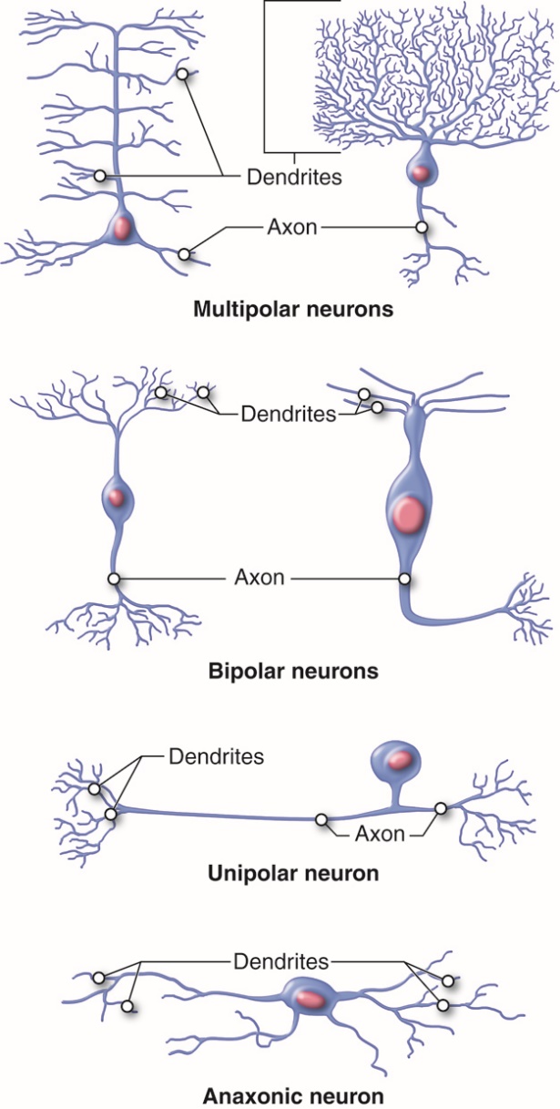 This image shows four different types of neurons: multipolar neurons; bipolar neurons; unipolar neurons; and anaxonic neurons. Each neuron differs in shape and each is labelled with the dendrites and axons.