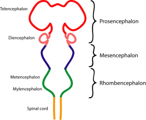 This image shows the outline of the spinal cord and the three systems of tissue, or subregions of the brain. Starting at the bottom is the spinal cord as depicted by a narrow tube-like structure. Above the spinal cord is the mylencephalon and metencephalon, which are grouped together as part of the rhombencephalon. Above the rhombencephalon is the mesencephalon, and above that is the prosencephalon, which is made up of the diencephalon and telencephalon.