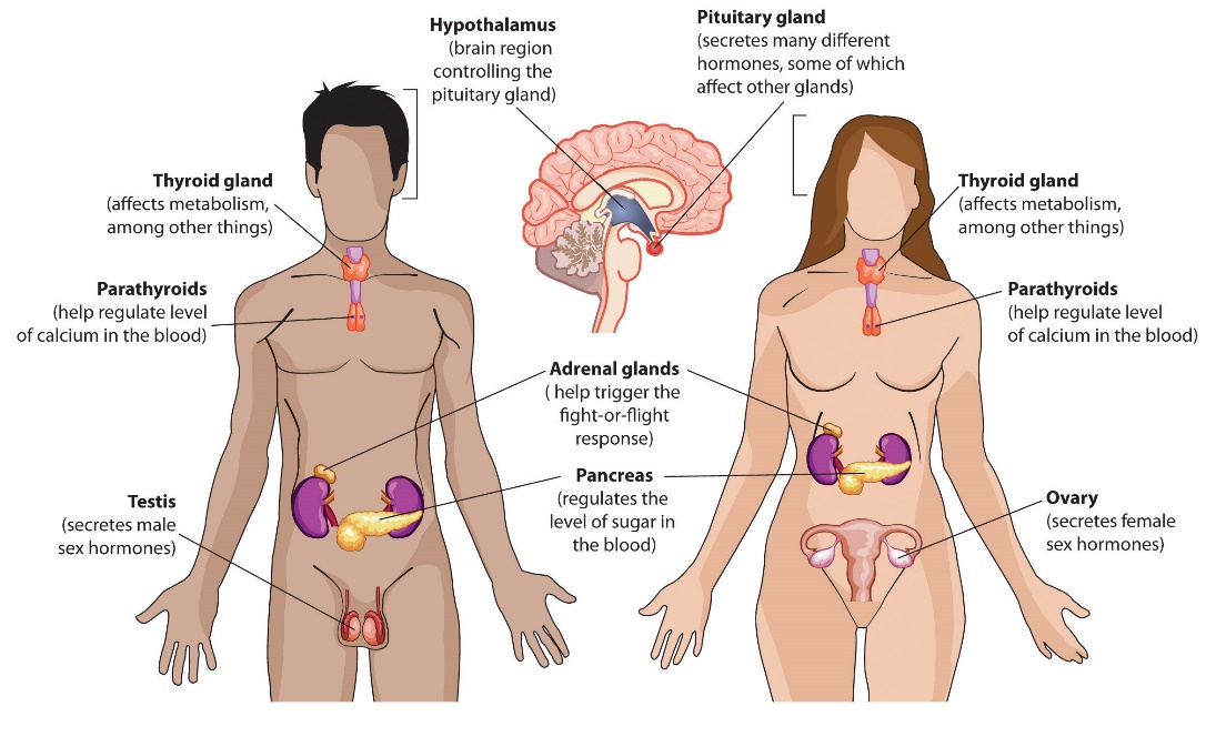 This image shows a drawing of two figures drawn from the thighs up. The figures are in the same position, standing up with palms facing outwards. The figure on the left it a male and the figure on the right is a female. Key organs and structures are drawn in each of the figures with corresponding labels. The hypothalamus is pictured in the brain and is labeled “brain region controlling the pituitary gland” for the male figure, and secretes many different hormones, some of which affect other glands” for the female. The thyroid gland is pictured near the throat and is labeled “affects metabolism, among other things” for the male figure, and “affects metabolism, among other things” for the female figure. Below the thyroid is the parathyroid. This structure is labeled “help regulate level of calcium in the blood” for both the male and female figure. Near the figures’ abdomen are the adrenal glands and pancreas. The adrenal glands are labeled “help trigger the fight-or-flight response” for both figures, and the pancreas is labeled “regulates the level of sugar in the blood” for both figures. The testis are pictured in the groin area of the male figure and are labeled “secretes male sex hormone.” The ovary is labeled on the female figure and is labeled “secretes female sex hormones.