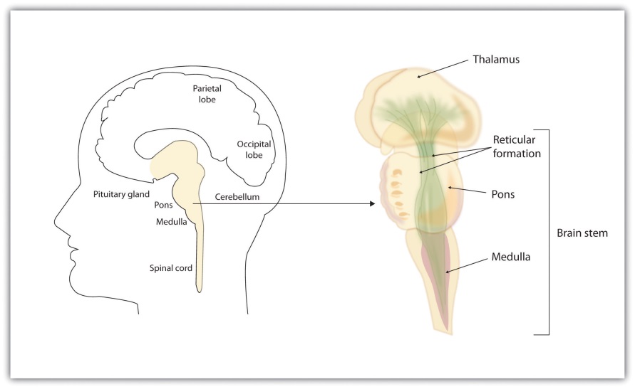 The image shows two panels depicting the brainstem and related regions. The left panel shows a sagittal cross-section of a person’s head, with the brain outlined. A few select parts of the brain are labelled: parietal lobe, occipital lobe, pituitary gland, pons, medulla, spinal cord, and cerebellum. The brainstem is highlighted and the right panel zooms in on this area. The right panel shows parts of the old brain from top to bottom: thalamus, reticular formation, pons, and medulla. These last three regions are bracketed and labelled as the brainstem.