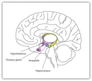 The image shows a sagittal view of the brain, with the following brain regions labelled: hypothalamus, pituitary gland, amygdala, and hippocampus.