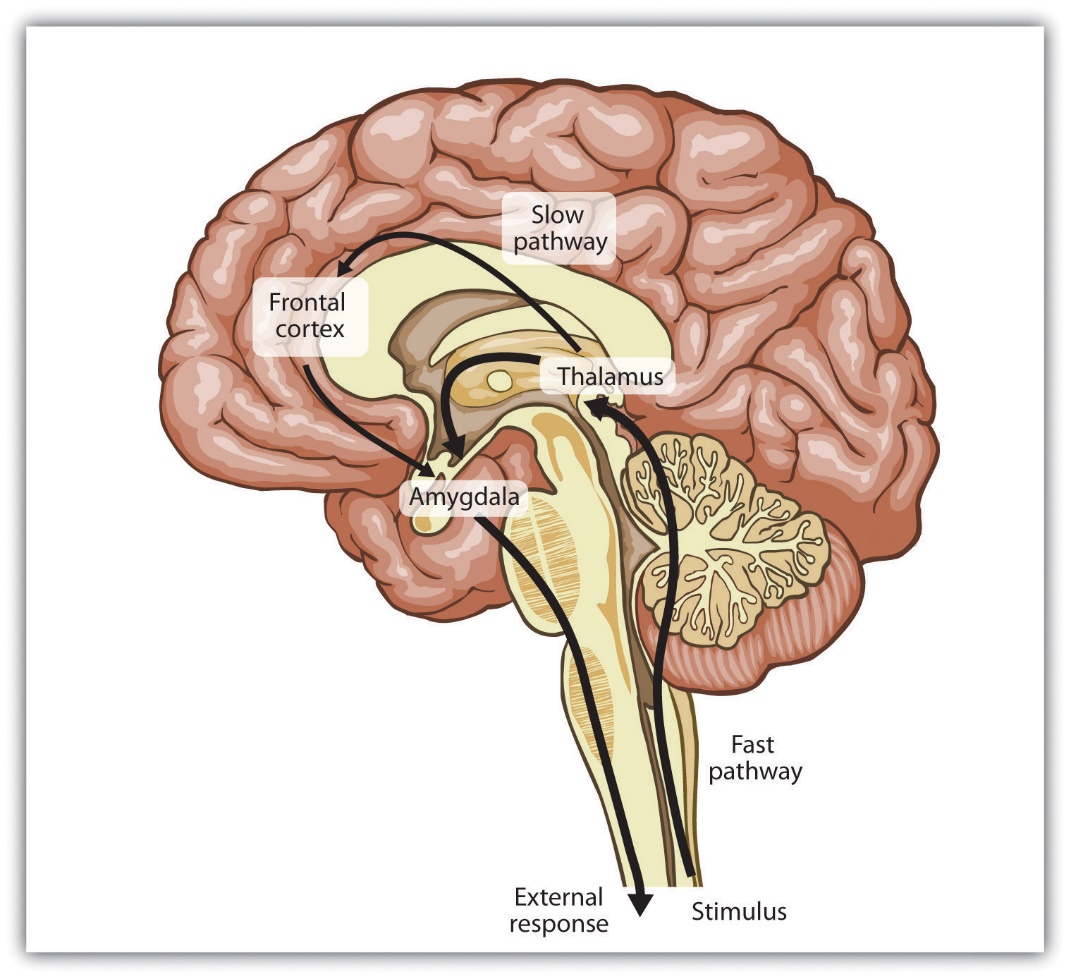 This image contains a drawing of a brain with key structures labeled throughout. The thalamus is located in the center part of the brain and the amygdala is located below the thalamus. At the brain stem it says “Stimulus” and represents the “fast pathway” moving up towards the brain with a thick, black arrow. The arrow points towards the thalamus. From the thalamus, a thinner, black arrow extends out towards the frontal cortex, indicating the “slow pathway.” From the frontal cortex there is another black arrow that extends downwards towards the amygdala. From the amygdala there is a black arrow extending down towards the brain stem that says “external response.”