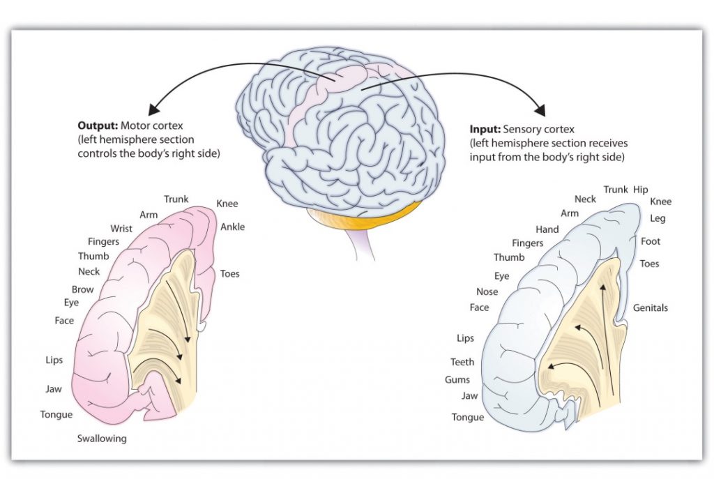The image shows the cortical destination of sensory input in the parietal lobe as well as the cortical origination of motor output in the parietal lobe. The top of the image shows a posterior view of the brain. Towards the right side of the image, a portion of cortex is highlighted and an arrow states, Input: Sensory cortex (left hemisphere section receives input from the body’s right side). Below this caption is the cortex with the parts of the body written next to the relevant piece of cortex. From bottom to top: tongue, jaw, gums, teeth, lips, face, nose, eye, thumb, fingers, hand, arm, neck, trunk, hip, knee, leg, foot, toes, and genitals. Towards the left side of the image, a portion of cortex is highlighted and an arrow states, Output: Motor cortex (left hemisphere section controls the body’s right side). Below this caption is the cortex with the parts of the body written next to the relevant piece of cortex. From bottom to top: swallowing, tongue, jaw, lips, face, eye, brow, neck, thumb, fingers, wrist, arm, trunk, knee, ankle, toes.