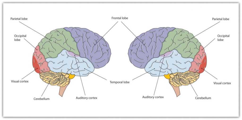 The image shows the right and left hemisphere of the brain, which are mirror images of each other, depicting the four cortical lobes as well as specific cortical areas. The front of the brain, behind the forehead, is the frontal lobe. Behind the frontal lobe is the parietal lobe on the top, with the temporal lobe on the bottom, containing the auditory cortex near the border of the parietal lobe and temporal lobe. In the back of the brain is the occipital lobe, containing the visual cortex in the very back. The cerebellum is also indicated as the wrinkly portion near the base of the neck.