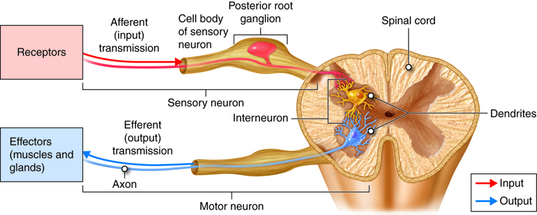 This image shows a cross-section of the spinal cord to show neural communication. There are two branches stemming from the spinal cord; the top branch is labelled sensory neuron and the bottom branch is labelled motor neuron. The sensory neuron shows receptors are on the end of the neuron, labelled as afferent (input) transmission. The cell body of sensory neuron and the posterior root ganglion are also labelled. The motor neuron the axon with efferent (output) transmission to the effectors (muscles and glands). These two neurons are connected by an interneuron located inside the spinal cord.