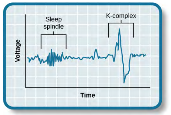Stage 2 sleep is characterized by the appearance of both sleep spindles and K-complexes. This chart depicts a short piece of a wave during stage 2 sleep on a graph with Voltage on the Y axis, and Time on the X axis. Toward the beginning of the wave is a Sleep Spindle, which is characterized by activity with an increase in frequency, where the K-complex found toward the end of this wave is characterized by a sharp, sudden spike in amplitude.