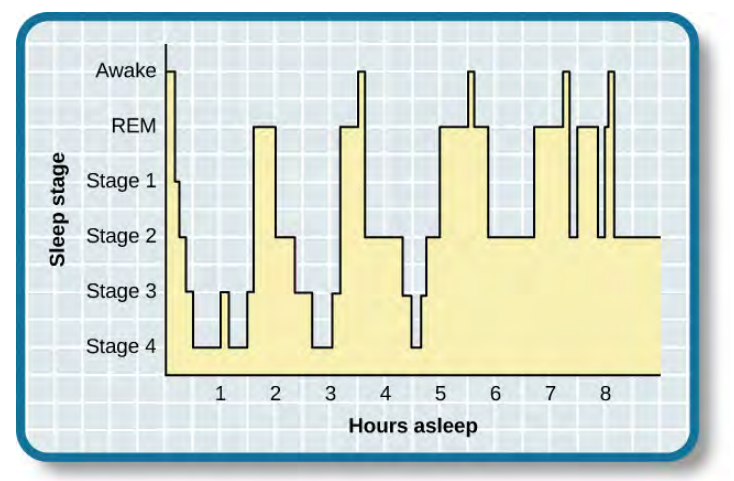 A hypnogram is a diagram of the stages of sleep as they occur during a period of sleep. This hypnogram illustrates how an individual moves through the various stages of sleep. The X axis is labelled for Hours Asleep, and has points charted for and eight-hour period. The Y axis is labelled Sleep Stage, and has listed from top to bottom: Awake, REM, Stage 1, Stage 2, Stage 3, Stage 4.