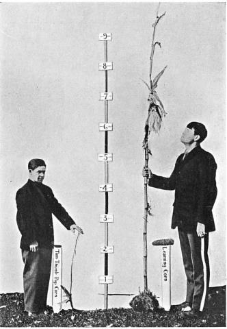 This image is in black and white and shows two, adult men standing outside. The man on the left is short and standing next to a white sign that says Tom Thumb popcorn. He is resting his left hand on top of a short stalk of corn that is just below 3 feet tall. This man is just under 5 feet tall. Between both men there is a tall post labelled incrementally starting from 1 up to 9 feet. The man on the right is taller than the man on the right, and he measures to be over 6 feet tall. He is holding stalk of corn with his right hand and this stalk measures taller than the poll in the middle. Next to this man there is a white post that reads learning corn.