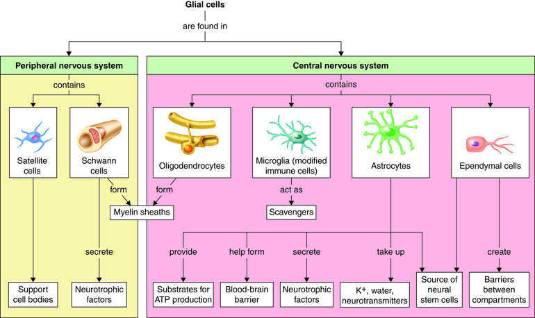 The image shows the 6 types of glial cells and two types of Nervous Systems. Within the Peripheral Nervous System are Satellite Cells, to support cell bodies, and Schwann Cells that create Neurotrophic factors and form Myelin sheaths. In the Central Nervous system are Oligodendrocytes, to help form Myelin sheaths; Microglia, modified immune cells that act as scavengers; Ependymal Cells that create barriers between compartments and are a source of neural stem cells; and, Astrocytes, which provide substrates for ATP production, help form a blood-brain barrier, secrete neurotropic factors, take-up K+, water, and neurotransmitters, and is a source of neural stem cells.