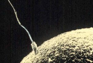 This is a black and white image of a sperm fertilizing an ovum. On the right side of the image you can see the top left portion of the ovum. To the left there is a long, thin cylinder shape representing the sperm. The sperm is touching the ovum wall.