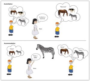 This image is divided in half. The top half is labelled assimilation and the bottom half is labelled as accommodation. The top half shows a drawing of a young boy, wearing a yellow shirt, blue shorts and an orange baseball hat. There are two thought bubbles from his head. The first bubble shows an image of a horse and a dog and says “mammals.” The second bubble shows an image of a zebra and says “Zebra.” To the right of this image is a drawing of a woman wearing a grey dress and brown high heeled shoes. It says mom to the right of her. She is pointing up towards the image of a zebra. There is a thought bubble coming from her head that says “A zebra is a mammal.” To the right of this image there is another drawing of the little boy with one thought bubble coming from his head. Inside the thought bubble there is a drawing of a horse, a zebra and a dog and it says “Mammals.” In the bottom half of the image there are the exact same drawings of the three figures. The differences between the top and bottom portion of the image is what is pictured and written in each of the thought bubbles. The image on the left has a horse and zebra pictured in the thought bubble, and inside it says “Horse.” The woman in the central picture has a though bubble that says “That’s a zebra.” The boy on the right has two separate thought bubbles. One has a horse pictured and it says “Horse” and the other has a zebra and it says “Zebra.”