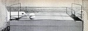 This image shows one of B.F Skinnerâs pigeons, on the left-hand side, sticking its head through a cage to use its beak to push a tennis ball. There is a second pigeon on the right-hand side waiting for the ball during a modified version of ping-pong.