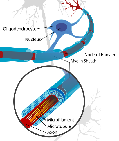 This is an image of a labelled neuron. In the middle of the image is the Oligodendrocyte with a nucleus center. The Oligodendrocyte branches outward connecting to the Myelin sheath and Nodes of Ranvier.