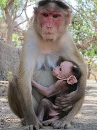This is an image of an adult, female rhesus monkey nursing a young, rhesus monkey while sitting outside on the ground.