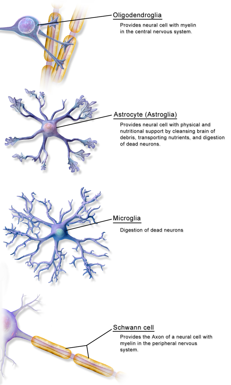 This image is of four Glia. First image: Oligodendroglia provide neural cells with Myelin Sheath in the central nervous system. Second image: Astrocyte provides neural cell with physical and nutritional support by cleansing brain of debris, transporting nutrients, and digestion of dead neurons. Third image, Microglia digest dead neurons. Fourth image: Schwann cell provides the Axon of a neural cell with myelin in the peripheral nervous system.