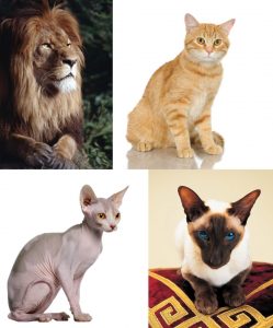 This image is divided into four equal quadrants showing four different images of types of cats. The top left quadrant has an image of a lion perched on a tree limb. There is an image of a yellow house cat pictured in the top right quadrant. There is a hairless, Sphynx cat pictured in the bottom left quadrant. In the bottom right quadrant there is an image of a black and tan Siamese cat sitting on top of a red and yellow velvet blanket.