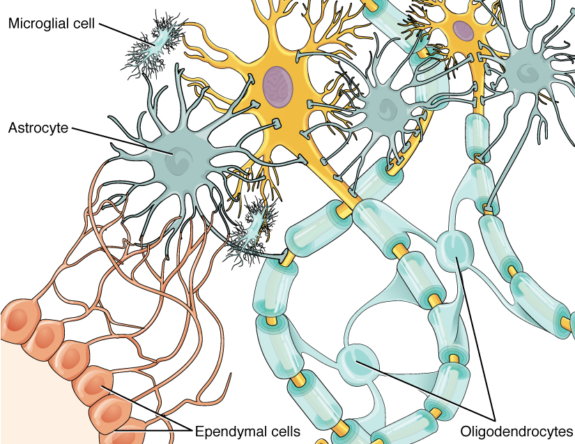 This image is of the glial cells of the central nervous system working together. Included are the Microglial cell, Astrocyte, Ependymal cells, and Oligodendrocytes.