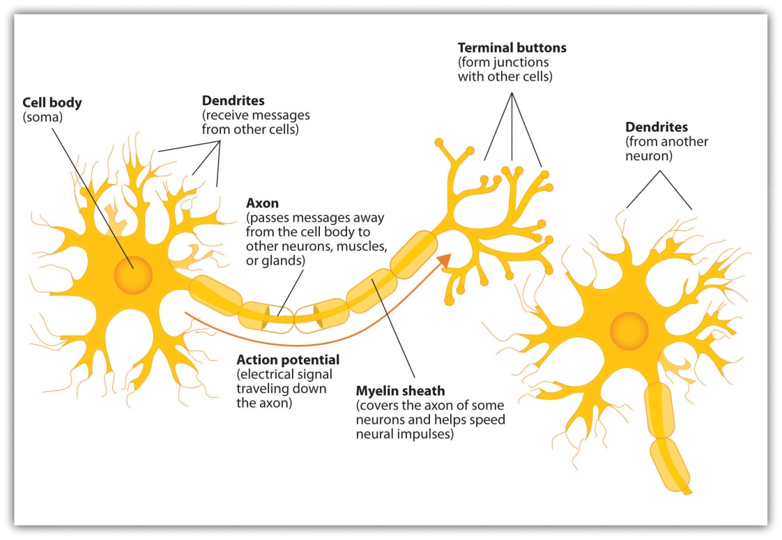 This image is of how Electrochemical Signalling transpires. There is a Cell Body with several appendages called Dendrites, extending from the Soma, or core. Dendrites receive electrical signals from other cells and pass it along the Axon, a long appendage that extends outward toward the other end of the cell body. Covering the Axon are tubular attachments called Myelin Sheath meant to speed impulses. At the other end of the Axon is where you find terminal buttons, ready to form junctions with other cells. The key components of this image are: cell body, Dendrites, Axon, Action Potential, Myelin Sheath, and Terminal Buttons.