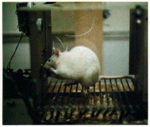 This is an image of a white rat placed inside of a cage with plexiglass walls and a wire floor. The rat is standing on its hind legs and has its front paws resting on a lever.