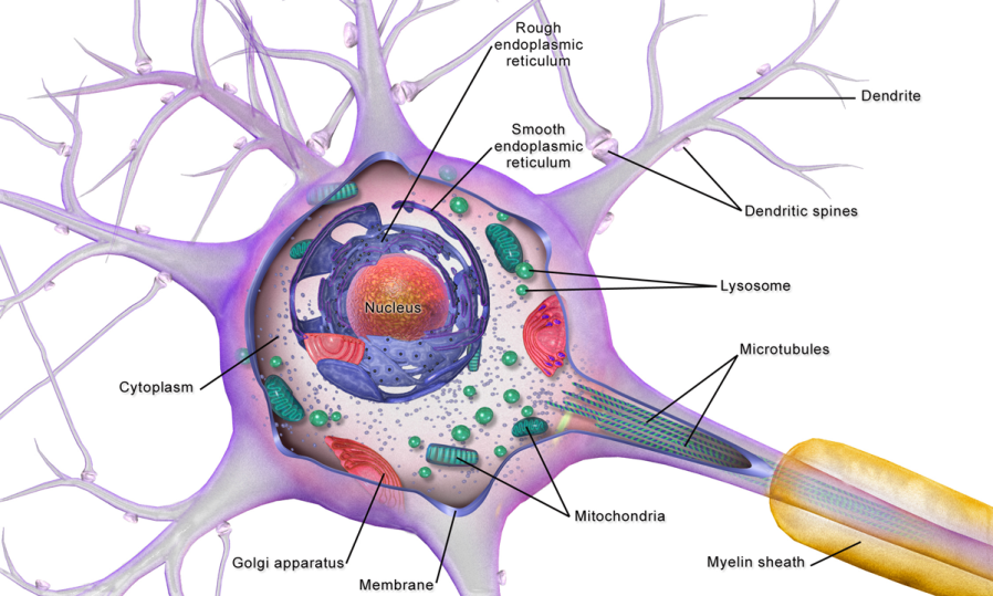 This is an image of a labelled neuron. The body of the neuron is round and has several appendages branching out from all sides. There is a red circle in the center of the neuron labelled the nucleus. The nucleus is surrounded by a purple circle labelled rough endoplasmic reticulum. The outer edge of this circle is labelled smooth endoplasmic reticulum. Between the outer edge of the smooth endoplasmic reticulum and the membrane wall lies small green shapes labelled lysosome, larger green shapes labelled mitochondria, small blue dots labelled cytoplasm, and a larger red shape connected to the membrane wall labelled Golgi apparatus. The appendages are labelled as the dendrites. The neuron has a long tube branching off of the right side of the neuron labelled microtubules. There is a yellow coating covering the microtubules labelled the myelin sheath.