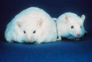 This image shows two white mice standing side-by-side. The mouse on the left is very overweight and much larger than the mouse on the right.
