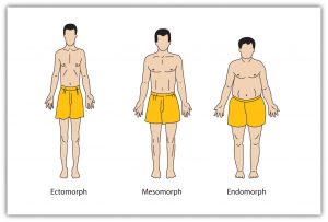 This image shows three different drawings of three different male figures. Each figure is standing upright with arms down to the side and palms facing forward. The figures have no clothing or shoes on except for a pair of yellow shorts. The image on the left is the tallest of the three, and the physique is slender. This figure is identified as an “ectomorph.” The figure in the middle is wider and appears to be slightly shorter and more muscular compared to the man on the left. This image is identified as a “mesomorph.” The figure on the far right is the heaviest/widest and shortest of the three figures. This figure is identified as an “endomorph.