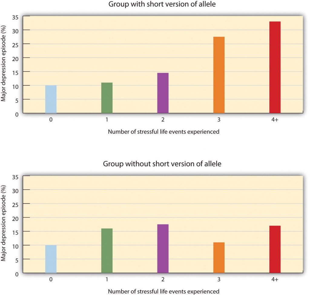 This image shows the results of the study completed by Caspi et al. in 2003. They found that the number of stressful life experiences was associated with increased depression for people with the short allele of the 5-HTT gene (top panel) but not for people who did not have the short allele (bottom panel). The image contains two bar graphs: the top graph shows the results of the participants with the short version of the allele, and the bottom graph shows the results for those participants without the short version of the allele. The x and y axis’ are labeled the same for each graph; the x-axis is labeled “Number of stressful life events experiences” and ranges from 0 to 4+ with increasing increments of 1, and the y-axis is labeled “major depression episodes %” and ranges from 0 to 35 with increasing increments of 5. The results of the top graph (short allele) shows the following: Participants with 0 stressful life events the percentage of major depression episodes was 10%. Participants with 1 stressful life event the percentage of major depression episodes was 12%. Participants with 2 stressful life events the percentage of major depression episodes was 14%. Participants with 3 stressful life events the percentage of major depression episodes was 27%. Participants with 4+ stressful life events the percentage of major depression episodes was 33%.