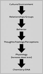 This image shows the five different levels of analysis. There are five, black arrows aligned vertically pointing downwards. Above each arrow is a different level of analysis, reading from top to bottoms: Culture/Environment; Relationships/Groups; Behavior; Thoughts/Feelings/Perceptions; Physiology (hormones, blood, brain); Chemistry/DNA.