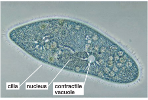 Light Micrograph