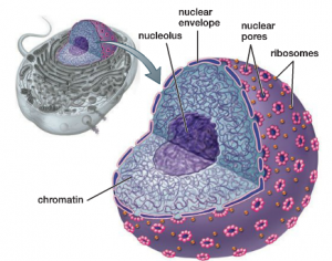 Nuclear Envelope