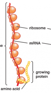 Ribosomes