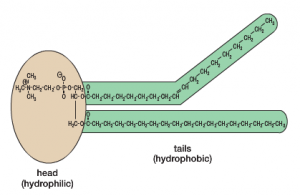 Fluid Mosaic